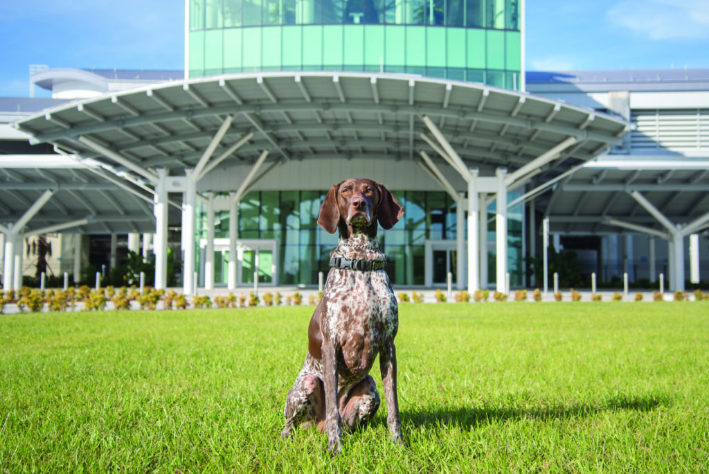 Orlando International Airport Security Dogs