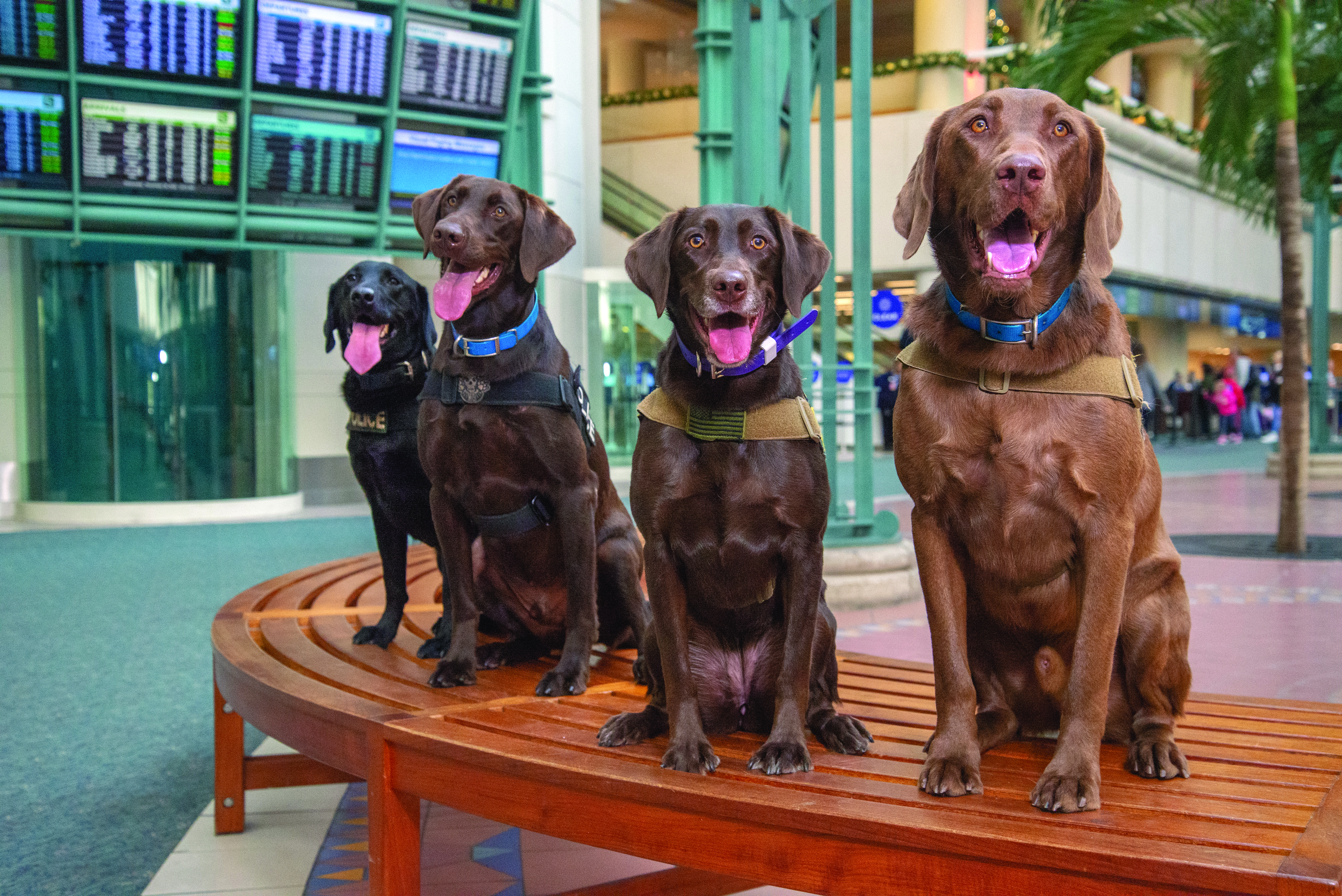 Orlando International Airport Security Dogs